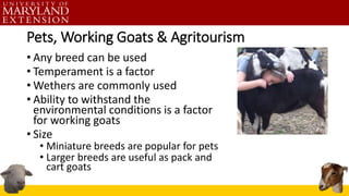 Pets, Working Goats & Agritourism
• Any breed can be used
• Temperament is a factor
• Wethers are commonly used
• Ability to withstand the
environmental conditions is a factor
for working goats
• Size
• Miniature breeds are popular for pets
• Larger breeds are useful as pack and
cart goats
 