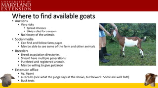 Where to find available goats
• Auctions
• Very risky
• Spread illnesses
• Likely culled for a reason
• No history of the animals
• Social media
• Can find and follow farm pages
• May be able to see some of the farm and other animals
• Breeders
• Breed association directories
• Should have multiple generations
• Purebred and registered animals
• May be willing to give guidance
• Extension office
• Ag. Agent
• 4-H clubs (see what the judge says at the shows, but beware! Some are well fed!)
• Buck tests
 