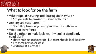 What to look for on the farm
• What type of housing and fencing do they use?
• Are you able to provide the same or better?
• Are any animals loose?
• Once they learn to get out, you won’t keep them in
• What do they feed?
• Do the other animals look healthy and in good body
condition?
• There may be an exception, but most should look healthy
• Are there any abscesses?
• Evidence of diarrhea?
 