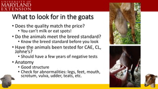 What to look for in the goats
• Does the quality match the price?
• You can’t milk or eat spots!
• Do the animals meet the breed standard?
• Know the breed standard before you look
• Have the animals been tested for CAE, CL,
Johne’s?
• Should have a few years of negative tests
• Anatomy
• Good structure
• Check for abnormalities: legs, feet, mouth,
scrotum, vulva, udder, teats, etc.
 