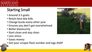 Starting Small
• Around 3-5 goats
• Retain best doe kids
• Change bucks every other year
• Ensures you don’t get overwhelmed
• Better biosecurity
• Start clean and stay clean
• Less stress
• Saves money
• Get your scrapie flock number and tags ASAP
 