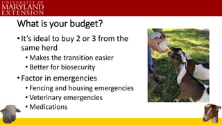 What is your budget?
•It’s ideal to buy 2 or 3 from the
same herd
• Makes the transition easier
• Better for biosecurity
•Factor in emergencies
• Fencing and housing emergencies
• Veterinary emergencies
• Medications
 