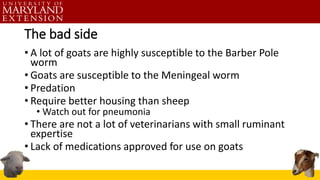 The bad side
• A lot of goats are highly susceptible to the Barber Pole
worm
• Goats are susceptible to the Meningeal worm...