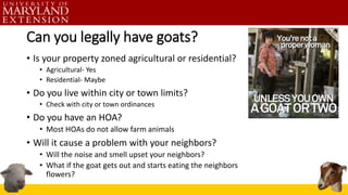 Can you legally have goats?
• Is your property zoned agricultural or residential?
• Agricultural- Yes
• Residential- Maybe...