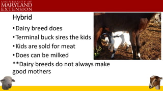 Hybrid
•Dairy breed does
•Terminal buck sires the kids
•Kids are sold for meat
•Does can be milked
**Dairy breeds do not a...