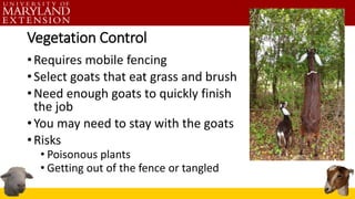 Vegetation Control
•Requires mobile fencing
•Select goats that eat grass and brush
•Need enough goats to quickly finish
th...