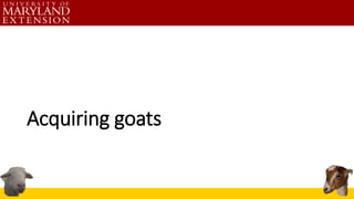 Acquiring goats
 