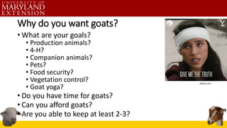 Why do you want goats?
• What are your goals?
• Production animals?
• 4-H?
• Companion animals?
• Pets?
• Food security?
•...