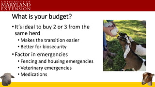 What is your budget?
•It’s ideal to buy 2 or 3 from the
same herd
• Makes the transition easier
• Better for biosecurity
•...