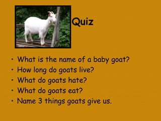 Quiz
• What is the name of a baby goat?
• How long do goats live?
• What do goats hate?
• What do goats eat?
• Name 3 things goats give us.
 