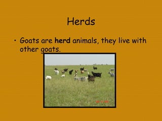 Herds
• Goats are herd animals, they live with
other goats.
 