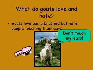 What do goats love and
hate?
• Goats love being brushed but hate
people touching their ears.
Don’t touch
my ears!
 