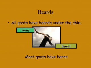Beards
• All goats have beards under the chin.
beard
horns
Most goats have horns.
 