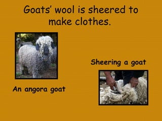 Goats’ wool is sheered to
make clothes.
An angora goat
Sheering a goat
 