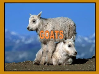 Facts about Goats.
 