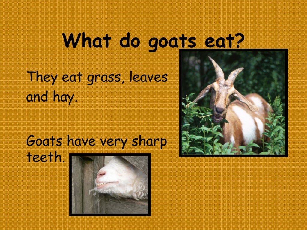 Goats facts