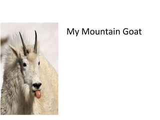 My Mountain Goat 