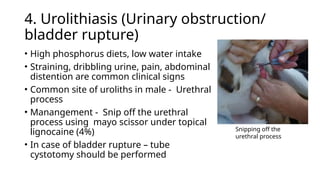 Goat surgical diseases or affection.pptx