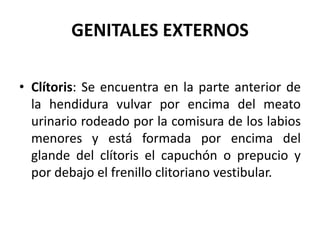 GENITALES EXTERNOS
• Clítoris: Se encuentra en la parte anterior de
la hendidura vulvar por encima del meato
urinario rodeado por la comisura de los labios
menores y está formada por encima del
glande del clítoris el capuchón o prepucio y
por debajo el frenillo clitoriano vestibular.
 
