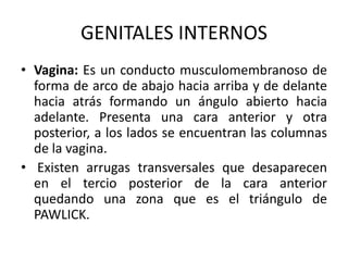 GENITALES INTERNOS
• Vagina: Es un conducto musculomembranoso de
forma de arco de abajo hacia arriba y de delante
hacia atrás formando un ángulo abierto hacia
adelante. Presenta una cara anterior y otra
posterior, a los lados se encuentran las columnas
de la vagina.
• Existen arrugas transversales que desaparecen
en el tercio posterior de la cara anterior
quedando una zona que es el triángulo de
PAWLICK.
 