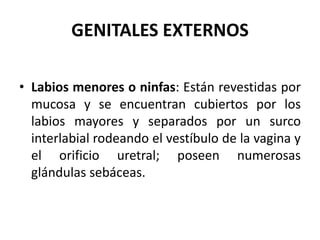 GENITALES EXTERNOS
• Labios menores o ninfas: Están revestidas por
mucosa y se encuentran cubiertos por los
labios mayores y separados por un surco
interlabial rodeando el vestíbulo de la vagina y
el orificio uretral; poseen numerosas
glándulas sebáceas.
 