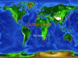 Goblin shark by Jesse 