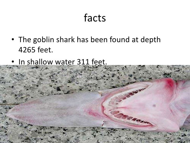 Goblin Shark