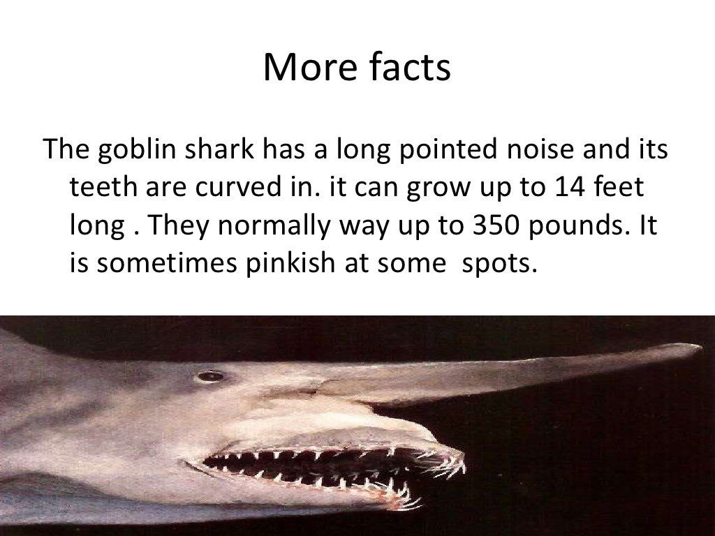 Goblin Shark