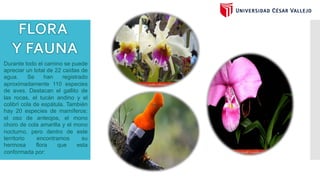 Durante todo el camino se puede
apreciar un total de 22 caídas de
agua. Se han registrado
aproximadamente 110 especies
de aves. Destacan el gallito de
las rocas, el tucán andino y el
colibrí cola de espátula. También
hay 20 especies de mamíferos:
el oso de anteojos, el mono
choro de cola amarilla y el mono
nocturno, pero dentro de este
territorio encontramos su
hermosa flora que esta
conformada por:
 