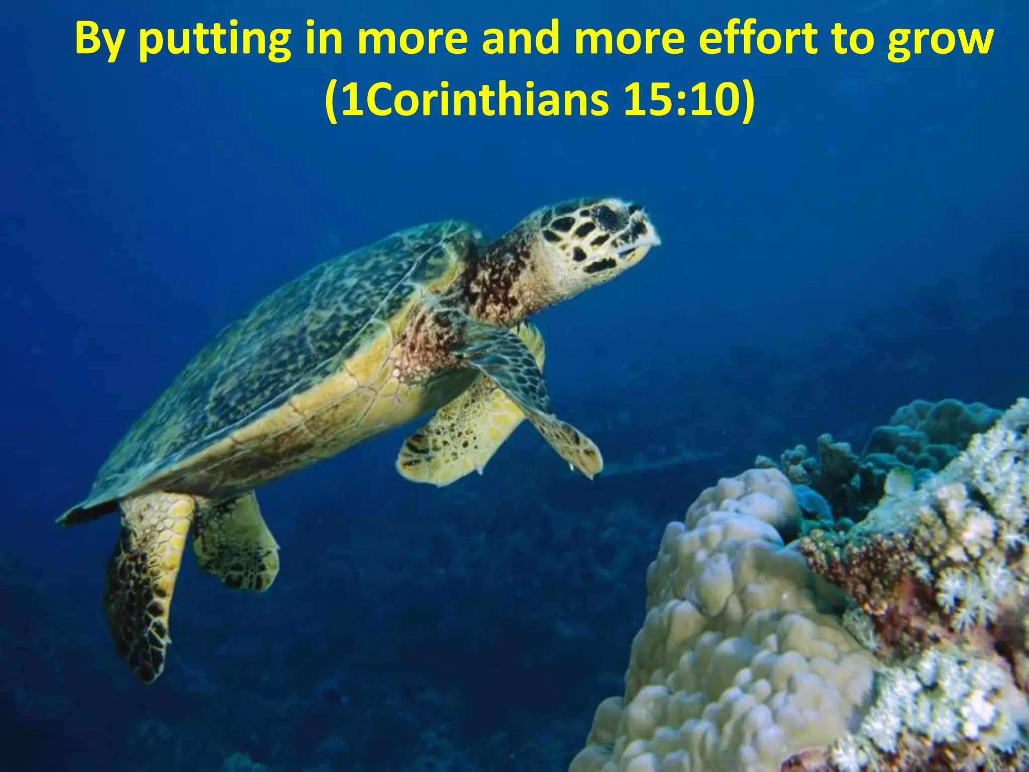 By putting in more and more effort to grow
(1Corinthians 15:10)