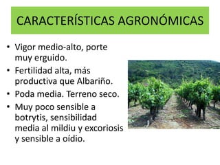 CARACTERÍSTICAS AGRONÓMICASVigor medio-alto, porte muy erguido. Fertilidad alta, más productiva que Albariño. Poda media. Terreno seco. Muy poco sensible a botrytis, sensibilidad media al mildiu y excoriosis y sensible a oídio. 