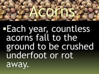 Acorns
Each year, countless
acorns fall to the
ground to be crushed
underfoot or rot
away.
 