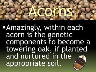 Acorns
Amazingly, within each
acorn is the genetic
components to become a
towering oak, if planted
and nurtured in the
appropriate soil.
 