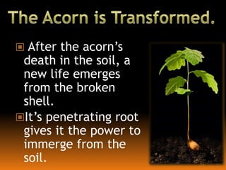  After the acorn’s
death in the soil, a
new life emerges
from the broken
shell.
It’s penetrating root
gives it the power to
immerge from the
soil.
 