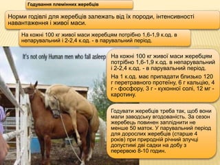 На кожні 100 кг живої маси жеребцям
потрібно 1,6-1,9 к.од. в непарувальний
і 2-2,4 к.од. - в парувальний період.
На 1 к.од. має припадати близько 120
г перетравного протеїну, 6 г кальцію, 4
г - фосфору, 3 г - кухонної солі, 12 мг -
каротину.
Норми годівлі для жеребців залежать від їх породи, інтенсивності
навантаження і живої маси.
На кожні 100 кг живої маси жеребцям потрібно 1,6-1,9 к.од. в
непарувальний і 2-2,4 к.од. - в парувальний період.
Годувати жеребців треба так, щоб вони
мали заводську вгодованість. За сезон
жеребець повинен запліднити не
менше 50 маток. У парувальний період
для дорослих жеребців (старше 4
років) при природній річний злучці
допустимі дві садки на добу з
перервою 8-10 годин.
Годування племінних жеребців
 
