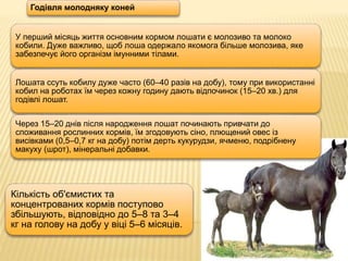 Кількість об'ємистих та
концентрованих кормів поступово
збільшують, відповідно до 5–8 та 3–4
кг на голову на добу у віці 5–6 місяців.
Годівля молодняку коней
У перший місяць життя основним кормом лошати є молозиво та молоко
кобили. Дуже важливо, щоб лоша одержало якомога більше молозива, яке
забезпечує його організм імунними тілами.
Лошата ссуть кобилу дуже часто (60–40 разів на добу), тому при використанні
кобил на роботах їм через кожну годину дають відпочинок (15–20 хв.) для
годівлі лошат.
Через 15–20 днів після народження лошат починають привчати до
споживання рослинних кормів, їм згодовують сіно, плющений овес із
висівками (0,5–0,7 кг на добу) потім дерть кукурудзи, ячменю, подрібнену
макуху (шрот), мінеральні добавки.
 