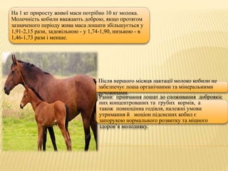 Після першого місяця лактації молоко кобили не
забезпечує лоша органічними та мінеральними
речовинами.
Раннє привчання лошат до споживання доброякіс
них концентрованих та грубих кормів, а
також повноцінна годівля, належні умови
утримання й моціон підсисних кобил є
запорукою нормального розвитку та міцного
здоров’я молодняку.
На 1 кг приросту живої маси потрібно 10 кг молока.
Молочність кобили вважають доброю, якщо протягом
зазначеного періоду жива маса лошати збільшується у
1,91-2,15 рази, задовільною - у 1,74-1,90, низькою - в
1,46-1,73 рази і менше.
 
