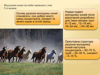 Відлучення лошат від кобил проводять у віці
5–6 місяців.
Норми годівлі
молодняку коней після
відлучання розроблені
для таких вікових груп:
6–12 міс., 12–18 міс.,
18–24 міс., і 24–36 міс.
Основу раціонів молодняку коней
становлять: сіно доброї якості,
суміш концентратів, соковиті та
зелені корми в літній період.
Орієнтовна структура
раціонів молодняку
коней наступна:
концентрати – 50–70 %,
грубі – 25–35 %, соковиті
– 5–15 %.
 