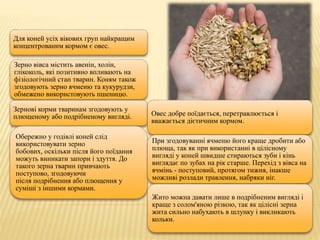 Для коней усіх вікових груп найкращим
концентрованим кормом є овес.
Зерно вівса містить авенін, холін,
глікоколь, які позитивно впливають на
фізіологічний стан тварин. Коням також
згодовують зерно ячменю та кукурудзи,
обмежено використовують пшеницю.
Зернові корми тваринам згодовують у
плющеному або подрібненому вигляді.
Обережно у годівлі коней слід
використовувати зерно
бобових, оскільки після його поїдання
можуть виникати запори і здуття. До
такого зерна тварин привчають
поступово, згодовуючи
після подрібнення або плющення у
суміші з іншими кормами.
Овес добре поїдається, перетравлюється і
вважається дієтичним кормом.
При згодовуванні ячменю його краще дробити або
плюща, так як при використанні в цілісному
вигляді у коней швидше стираються зуби і кінь
виглядає по зубах на рік старше. Перехід з вівса на
ячмінь - поступовий, протягом тижня, інакше
можливі розлади травлення, набряки ніг.
Жито можна давати лише в подрібненим вигляді і
краще з солом'яною різкою, так як цілісні зерна
жита сильно набухають в шлунку і викликають
кольки.
 