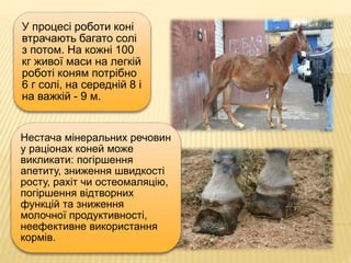 У процесі роботи коні
втрачають багато солі
з потом. На кожні 100
кг живої маси на легкій
роботі коням потрібно
6 г солі, на середній 8 і
на важкій - 9 м.
Нестача мінеральних речовин
у раціонах коней може
викликати: погіршення
апетиту, зниження швидкості
росту, рахіт чи остеомаляцію,
погіршення відтворних
функцій та зниження
молочної продуктивності,
неефективне використання
кормів.
 