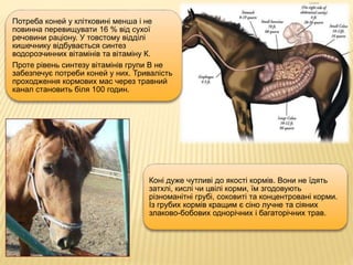 Потреба коней у клітковині менша і не
повинна перевищувати 16 % від сухої
речовини раціону. У товстому відділі
кишечнику відбувається синтез
водорозчинних вітамінів та вітаміну К.
Проте рівень синтезу вітамінів групи В не
забезпечує потреби коней у них. Тривалість
проходження кормових мас через травний
канал становить біля 100 годин.
Коні дуже чутливі до якості кормів. Вони не їдять
затхлі, кислі чи цвілі корми, їм згодовують
різноманітні грубі, соковиті та концентровані корми.
Із грубих кормів кращим є сіно лучне та сіяних
злаково-бобових однорічних і багаторічних трав.
 