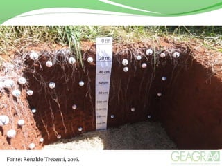 Fonte: Ronaldo Trecenti, 2016.
 