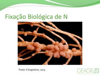 Fixação Biológica de N
Fonte: Ciorganicos, 2014.
 