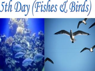 5th Day (Fishes & Birds) 