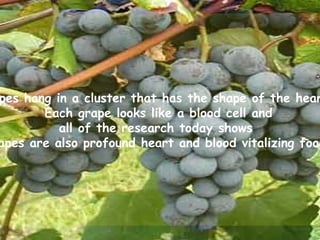 Grapes hang in a cluster that has the shape of the heart.  Each grape looks like a blood cell and all of the research today shows  grapes are also profound heart and blood vitalizing food. 