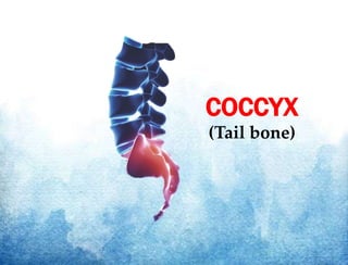 COCCYX
(Tail bone)
 