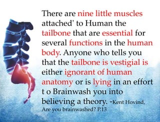 There are nine little muscles
attached' to Human the
tailbone that are essential for
several functions in the human
body. Anyone who tells you
that the tailbone is vestigial is
either ignorant of human
anatomy or is lying in an effort
t o Brainwash you into
believing a theory. -Kent Hovind,
Are you brainwashed? P.13
 