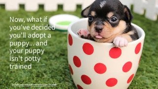 Infobusinessuniveristy.com/email
Now, what if
you've decided
you'll adopt a
puppy... and
your puppy
isn't potty
trained
 