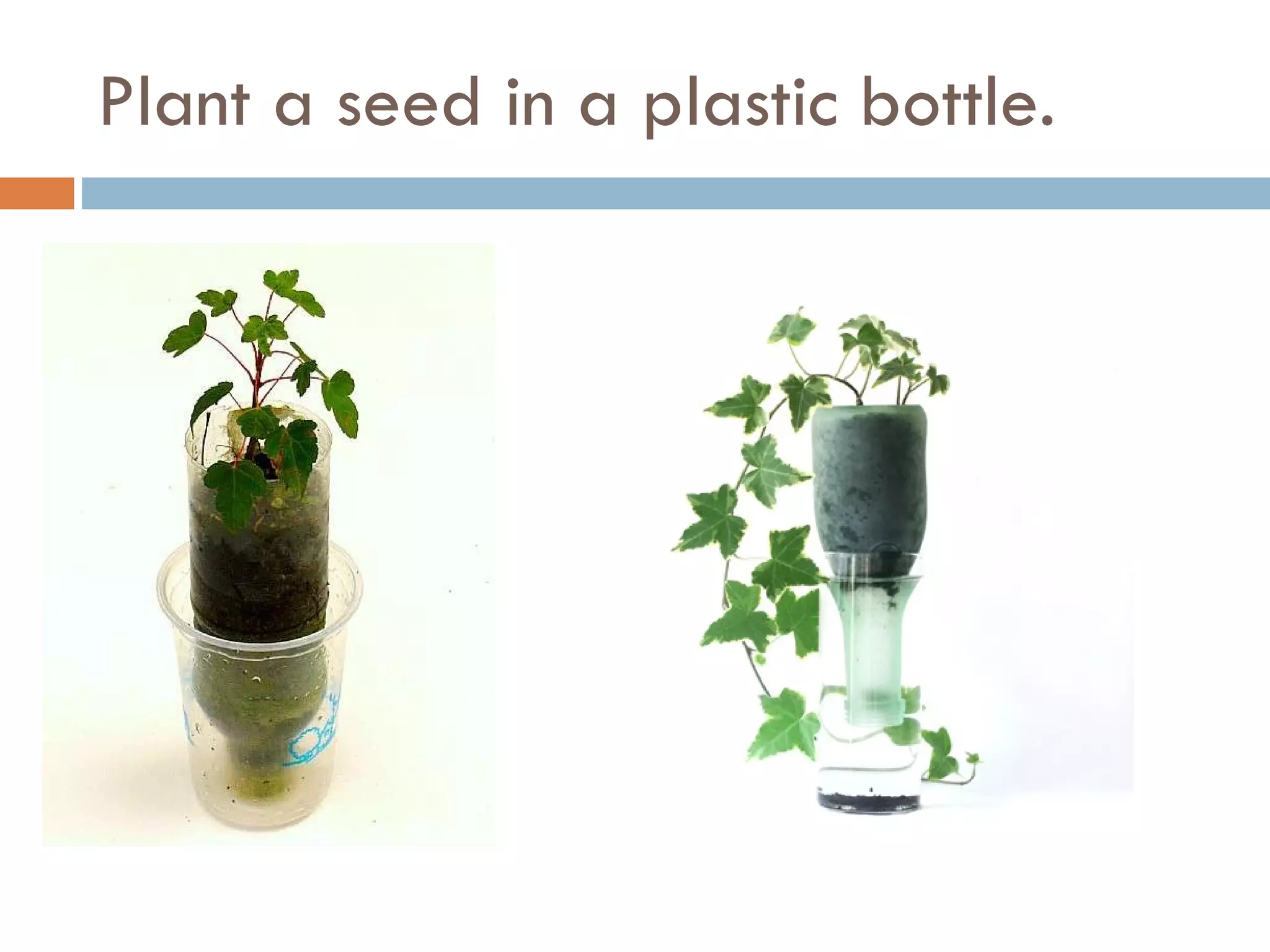 Plant a seed in a plastic bottle. 