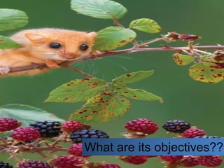 What are its objectives???
 